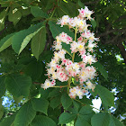 Horse-Chestnut