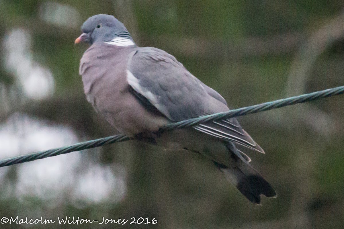 Woodpigeon