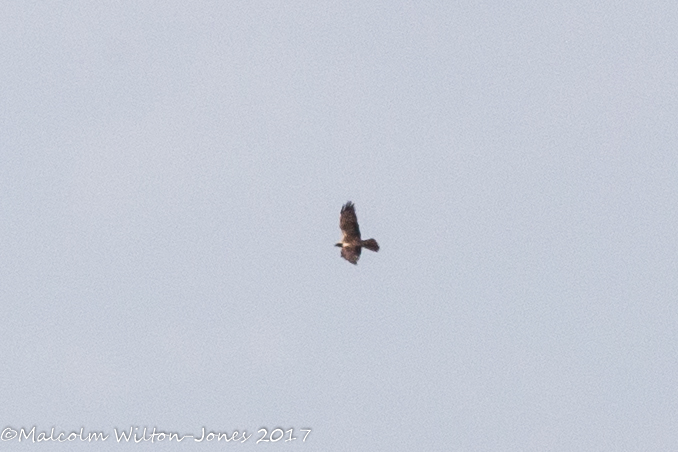 Marsh Harrier