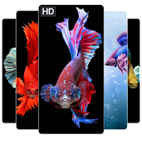 Betta Fish Wallpapers HD 4K Betta Fish Wallpapers