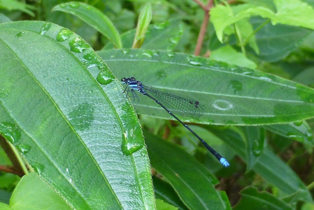 Tiny Midget, Variable Sprite