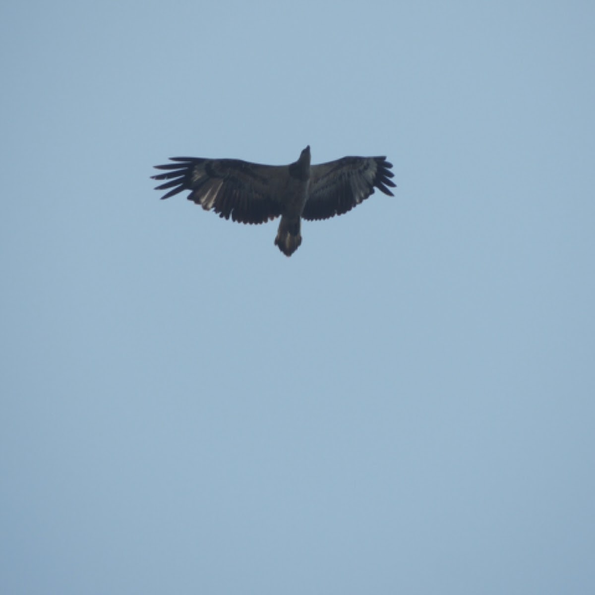 White-bellied sea-eagle