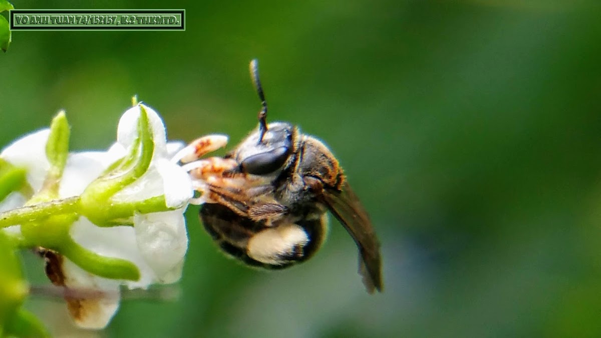 White-banded Digger Bee