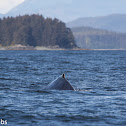 Humpback Whale