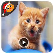 Cat Funny Videos Compilation HD  Icon