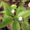 Starflower