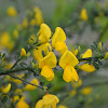 Scotch broom