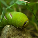 Privet hawk moth catterpillar