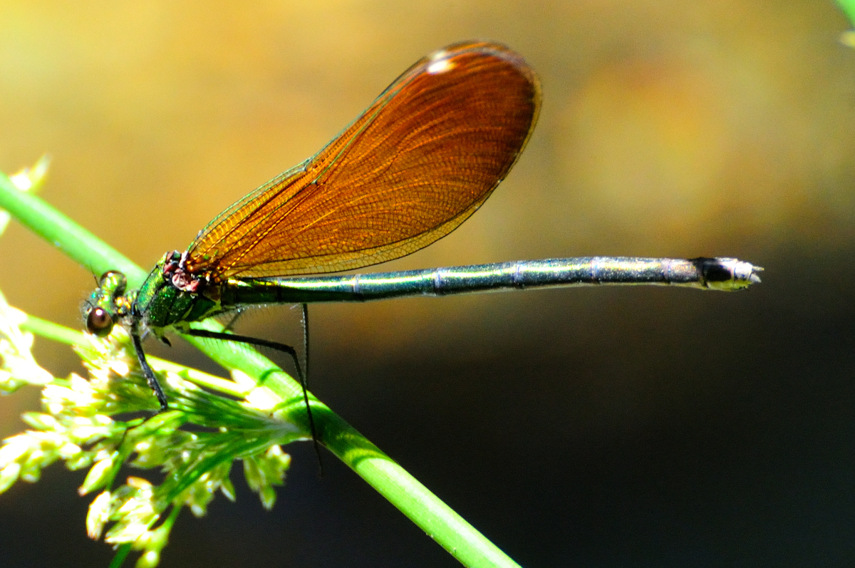 Beautiful Demoiselle, caballito del diablo azul