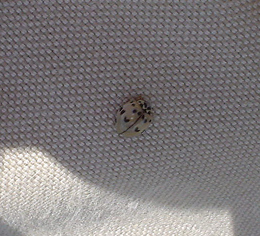 Ash-gray Lady Beetle