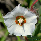 Indian Borage