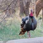 Wild Turkey