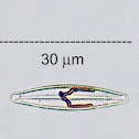 Epilithic Diatom