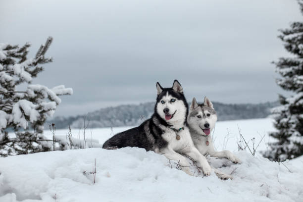 More Interesting Facts About Huskies