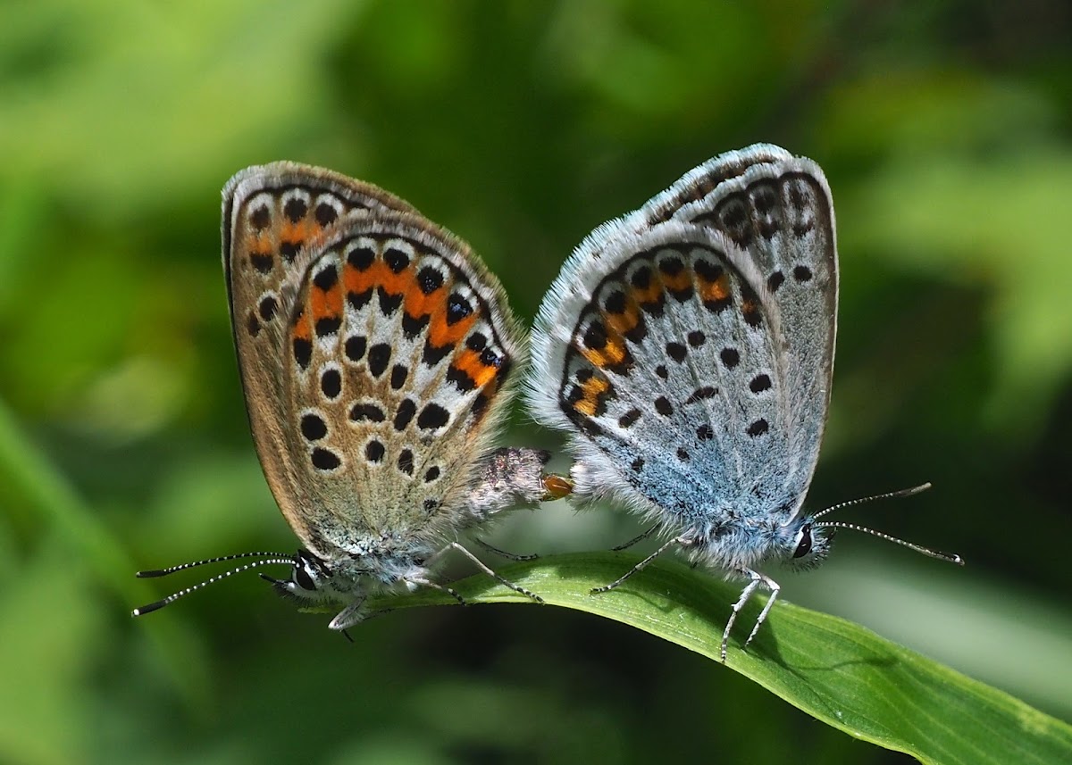 Silver-Studded Blue