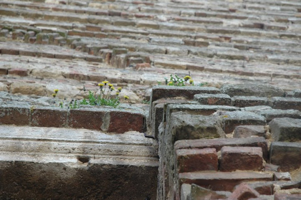 Fiori gialli di ziopatri