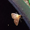 Erebid Moth