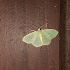 Wavy-Lined Emerald