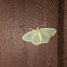 Wavy-Lined Emerald