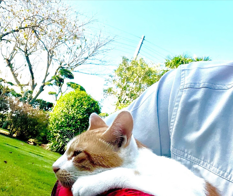 iQの加工写真・加工画像・猫・肉球スタンプに関するカスタム事例の投稿画像6枚目