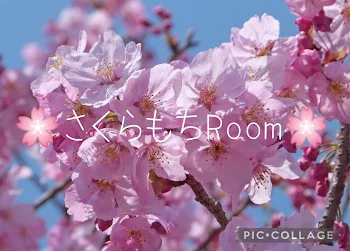 🌸さくらもちℝ𝕠𝕠𝕞🌸