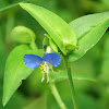 Asiatic Dayflower