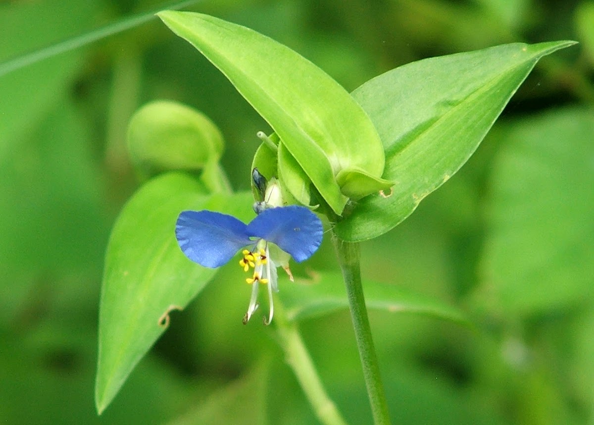 Asiatic Dayflower