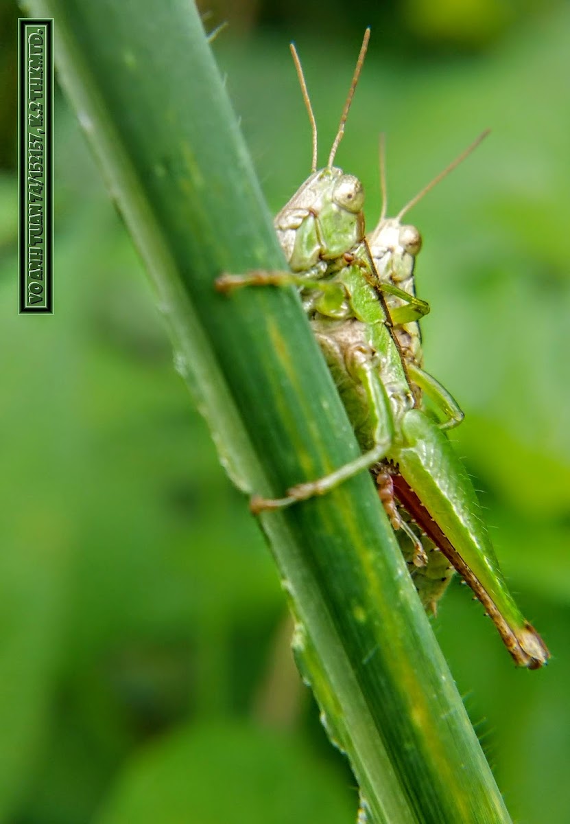 Chinese rice grasshopper