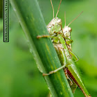 Chinese rice grasshopper