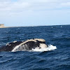 Ballena Franca Austral