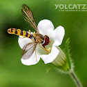 Long hoverfly