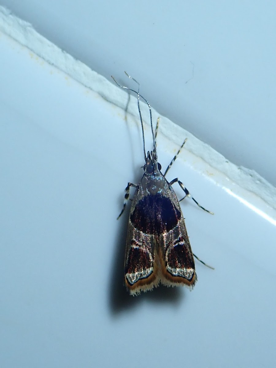 Metalmark Moth