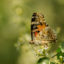 Vanessa cardui (Painted lady)