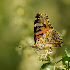 Vanessa cardui (Painted lady)