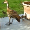 West Indian Whistling Duck