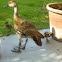 West Indian Whistling Duck