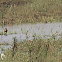 Lesser Whistling Duck