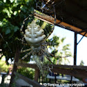 Lobed Argiope (with prey: Cicada)