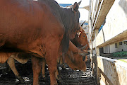 Cattle that Julius Malema presented to King Goodwill Zwelithini. 