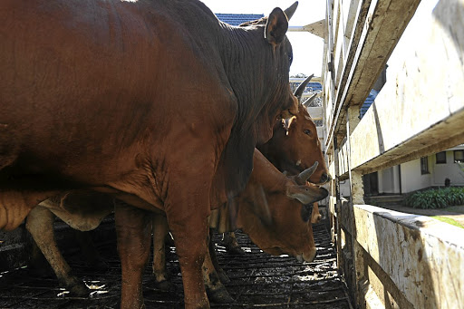 Cattle that Julius Malema presented to King Goodwill Zwelithini.