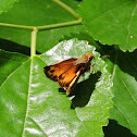 Fiery skipper butterfly