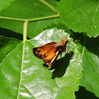 Fiery skipper butterfly