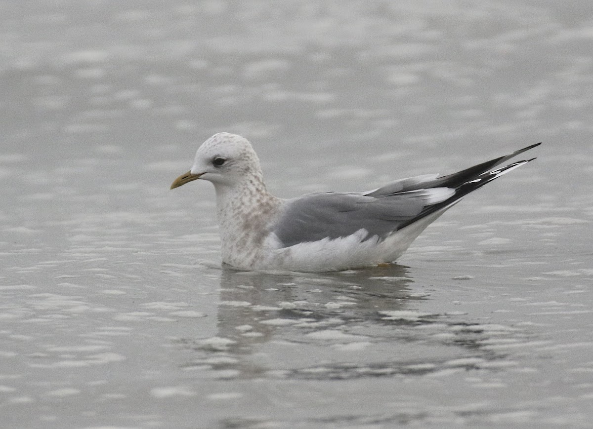 Mew Gull