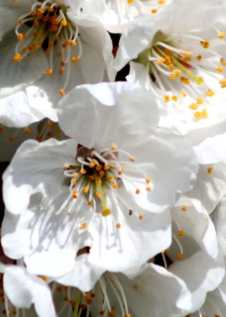 in fiore di ireishtar