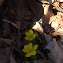 Winter Aconite