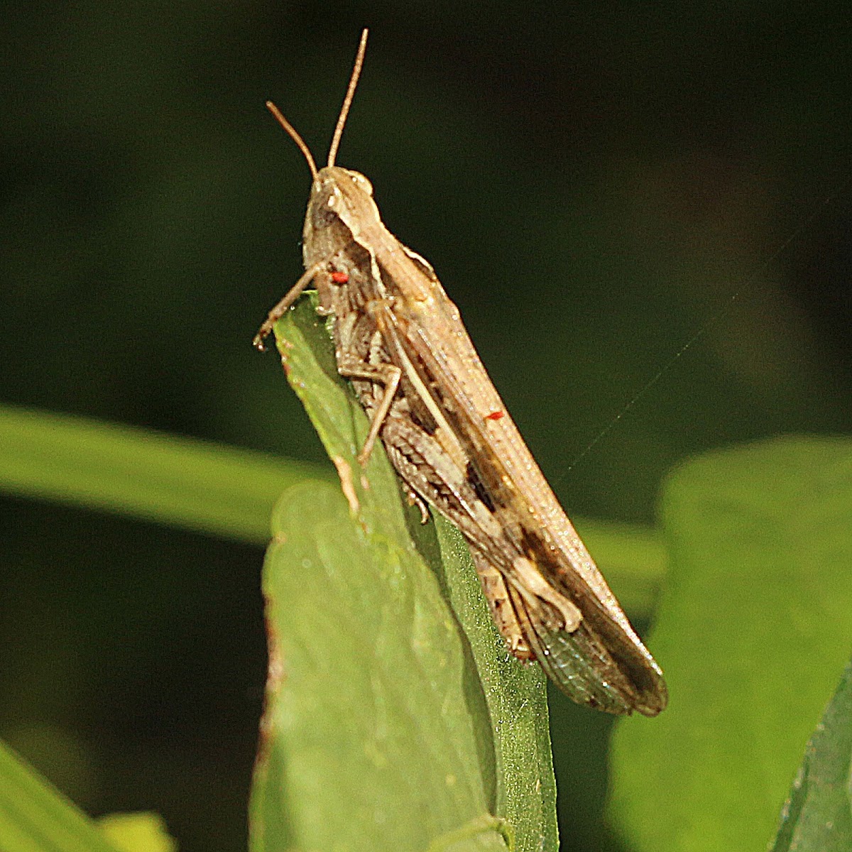 Grasshopper with Parasitic Mites
