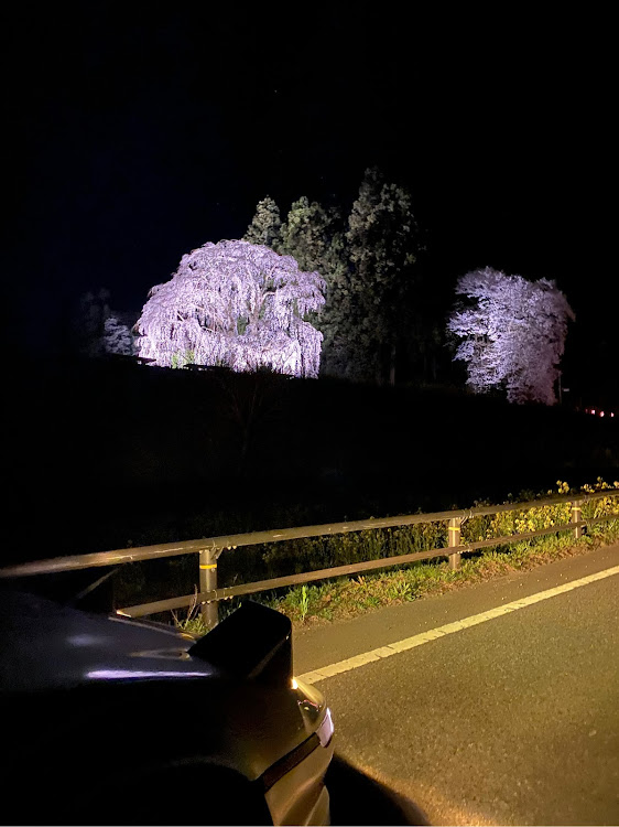 MR2のサクラと愛車・春の交通安全週間に関するカスタム事例の投稿画像1枚目