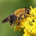 rusty syrphid fly