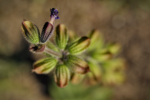 Salvia verbenaca