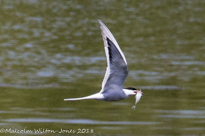 Common Tern